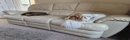 Mixed Breed dogs for sale: Lovely Gem needs her family  in Aldershot - Advert 7