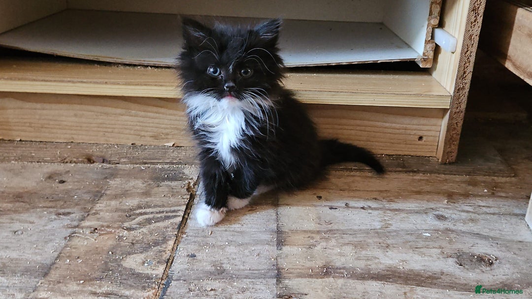 Mixed Breed cats for sale: Kittens x 3 - Image 3