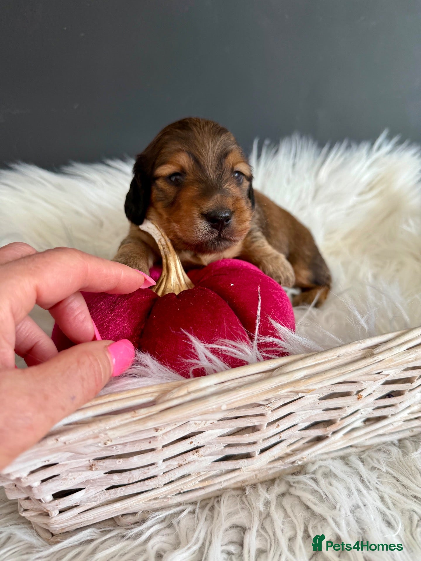 Miniature Dachshund dogs 🏆Champion Lines Minature Dachshunds🏆 - Advert 1