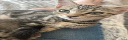 Mixed Breed cats for sale: Two adorable tabby kitten girls – mixed breed - Advert 7