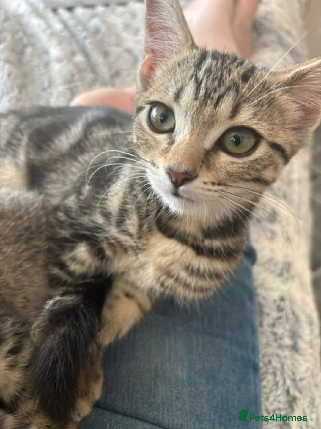Mixed Breed cats for sale: Two adorable tabby kitten girls – mixed breed - Advert 7