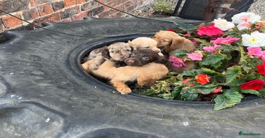 Cocker Spaniel dogs - Advert 2