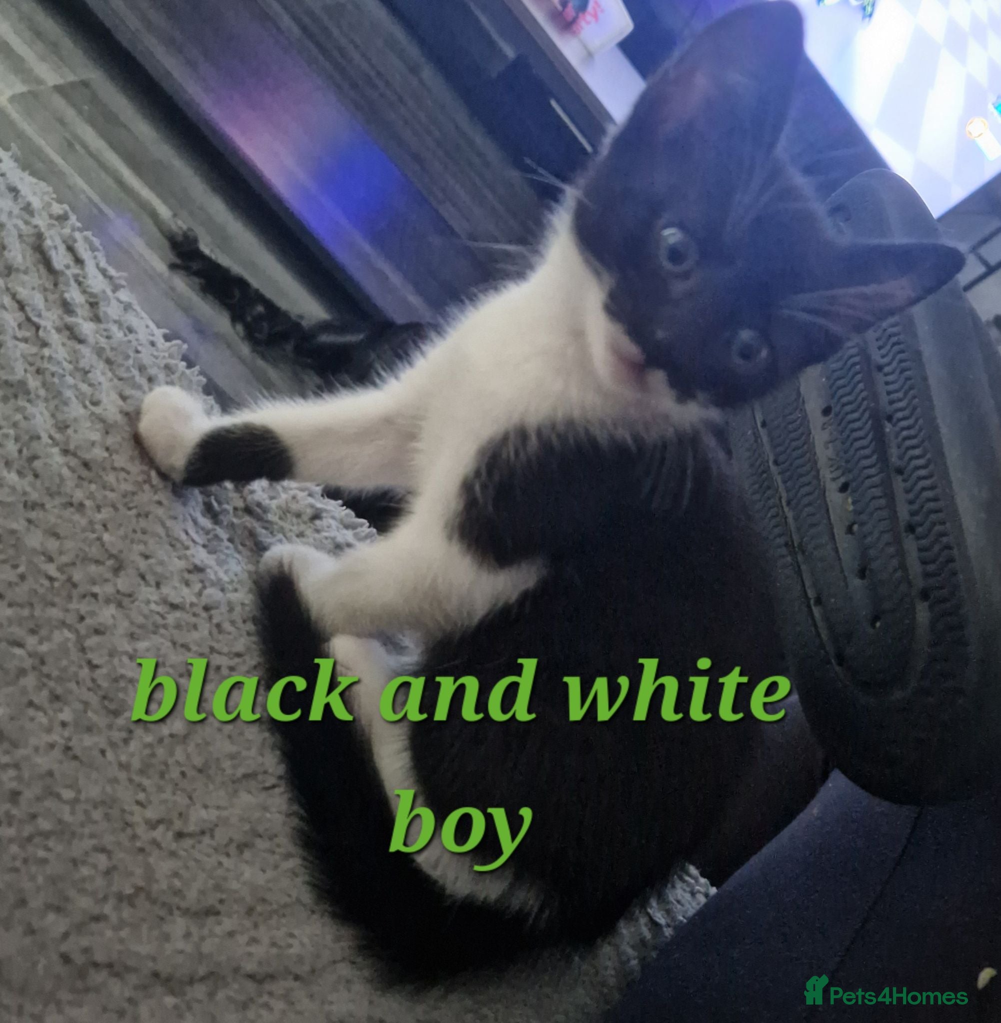 Mixed Breed cats Beautiful litter of kittens (READY NOW) - Advert 14