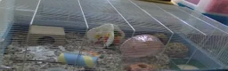 Hamster rodents for sale: Dwarf hamster looking for a home - Advert 1