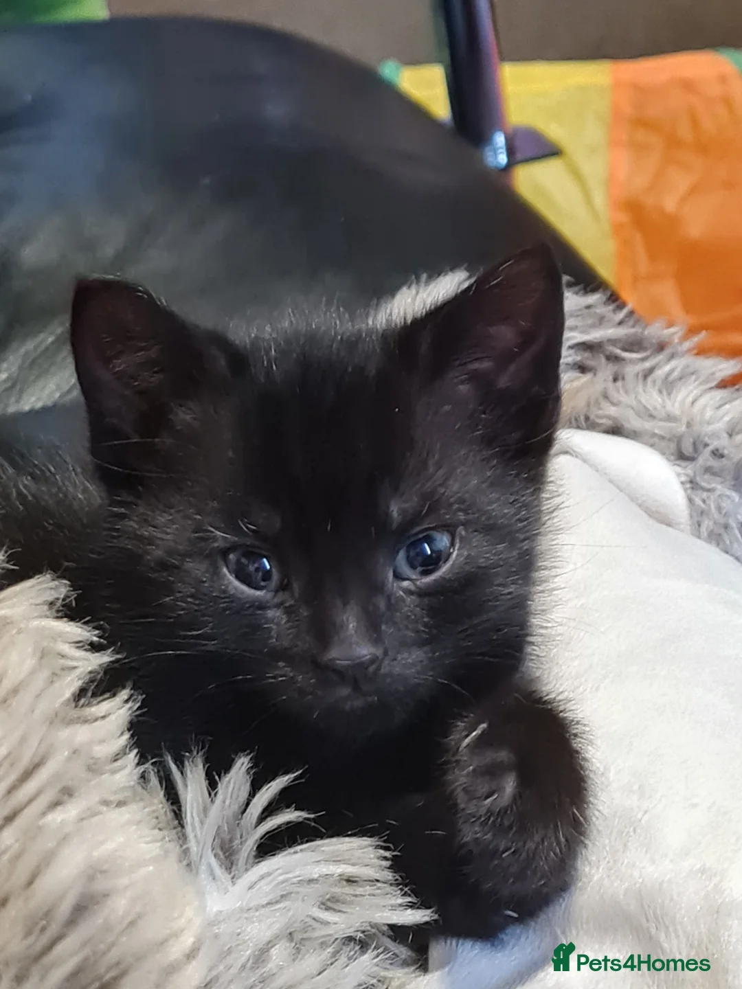 Mixed Breed cats for sale: Beautiful 8 week old kittens - Advert 10