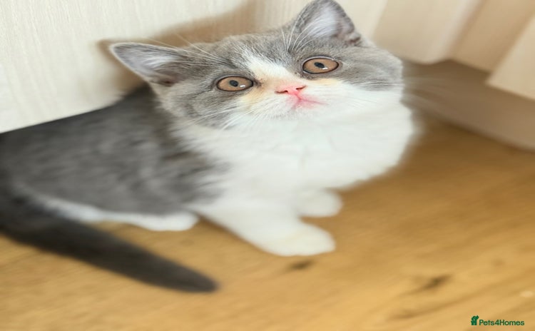 British Shorthair cats - Advert 4