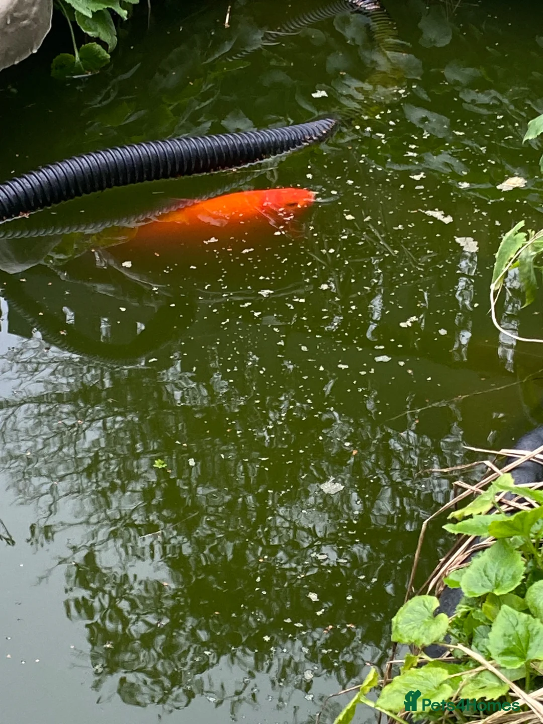 Koi Carp fish for sale: Koi Carp - Golden - Approx 8” in Bath - Advert 2
