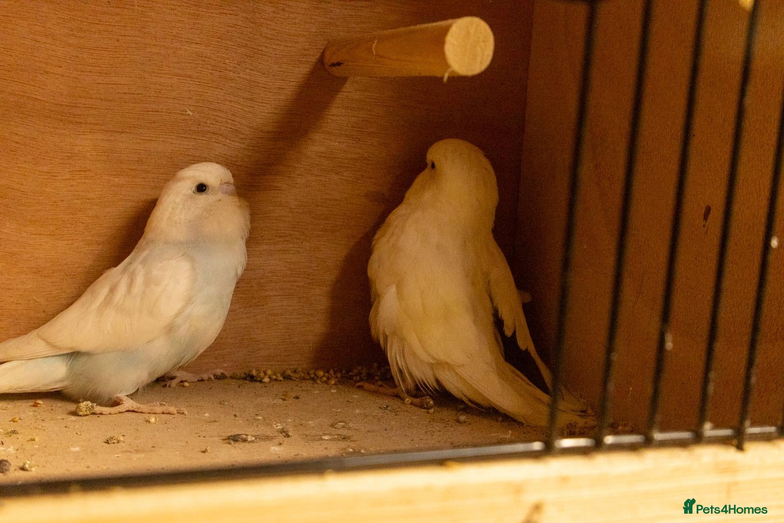 Budgerigars birds Baby Budgies. - Advert 2
