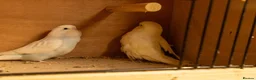 Budgerigars birds for sale: Baby Budgies. - Advert 2