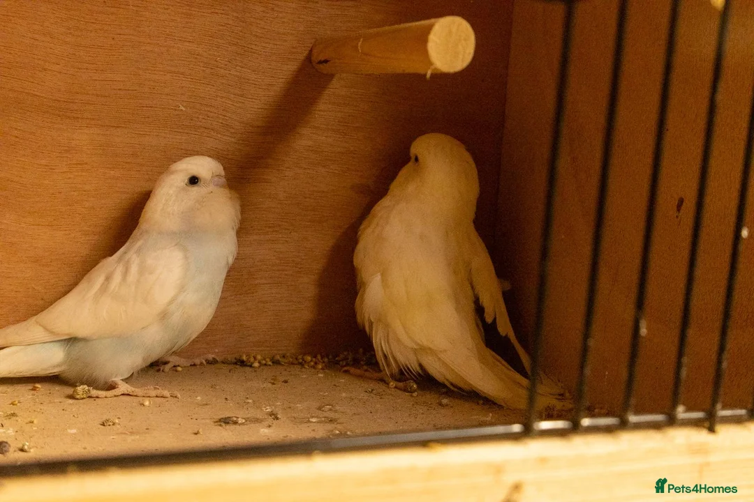 Budgerigars birds for sale: Baby Budgies. - Advert 2