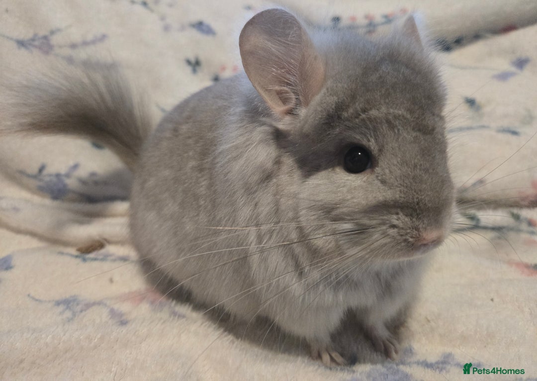 Chinchilla rodents for sale: Gorgeous Tan Royal Persian Angora Poss VC/BDC - Advert 10