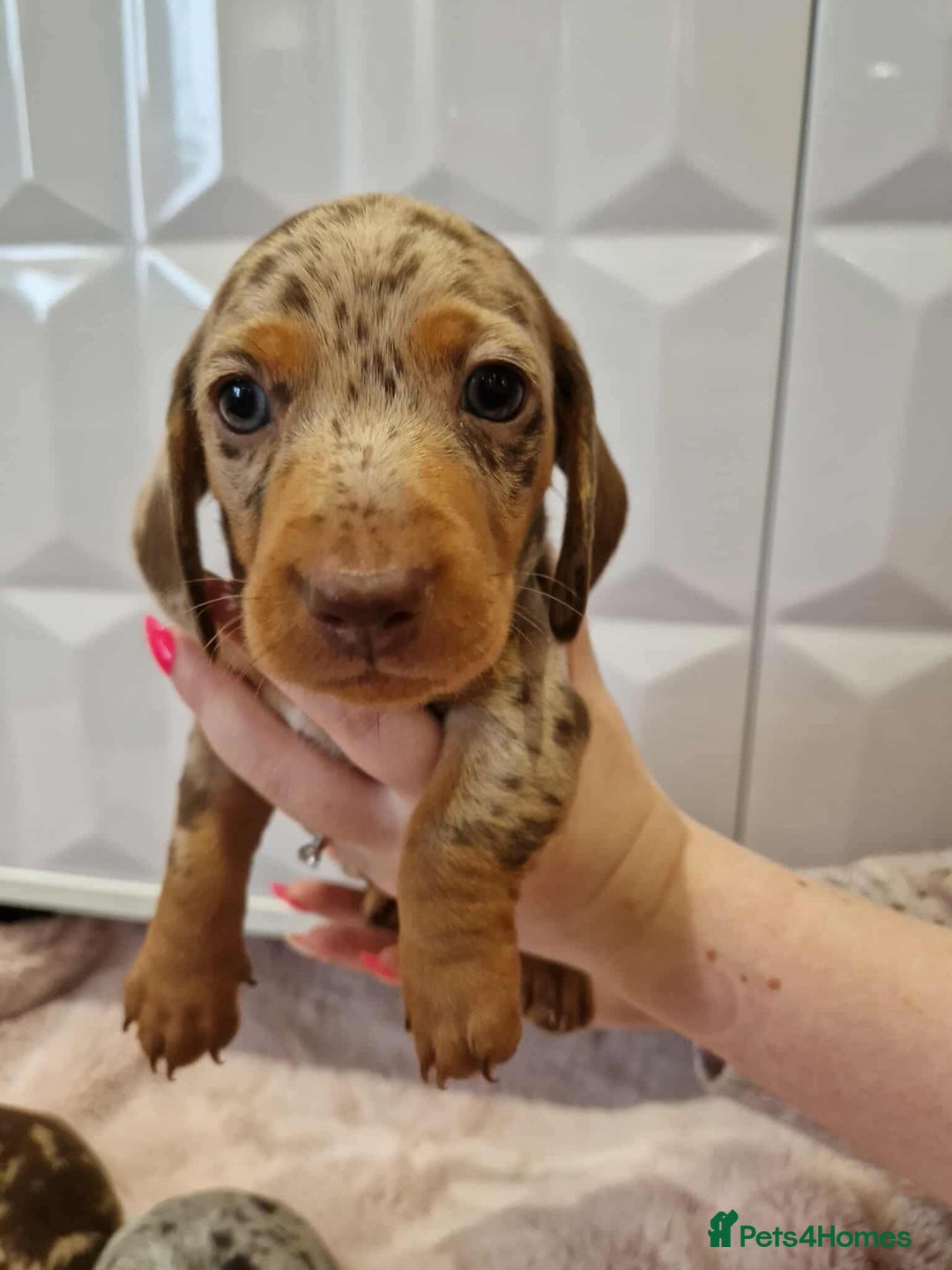 Miniature Dachshund dogs for sale: Only 4 left! Adorable Mini Dachshund Puppies 🐾🐶 - Image 11