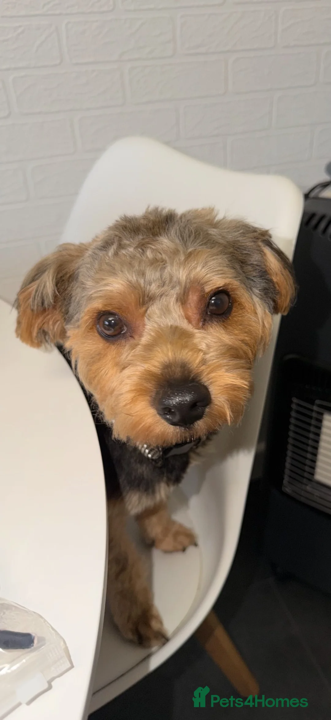 Yorkshire Terrier dogs for sale: Sadly rehoming our puppies  - Advert 3