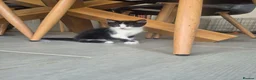 Mixed Breed cats for sale: Male kittens in Northampton - Advert 3