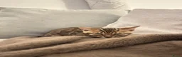 Bengal cats for sale: 2 male Bengal kittens  - Advert 6