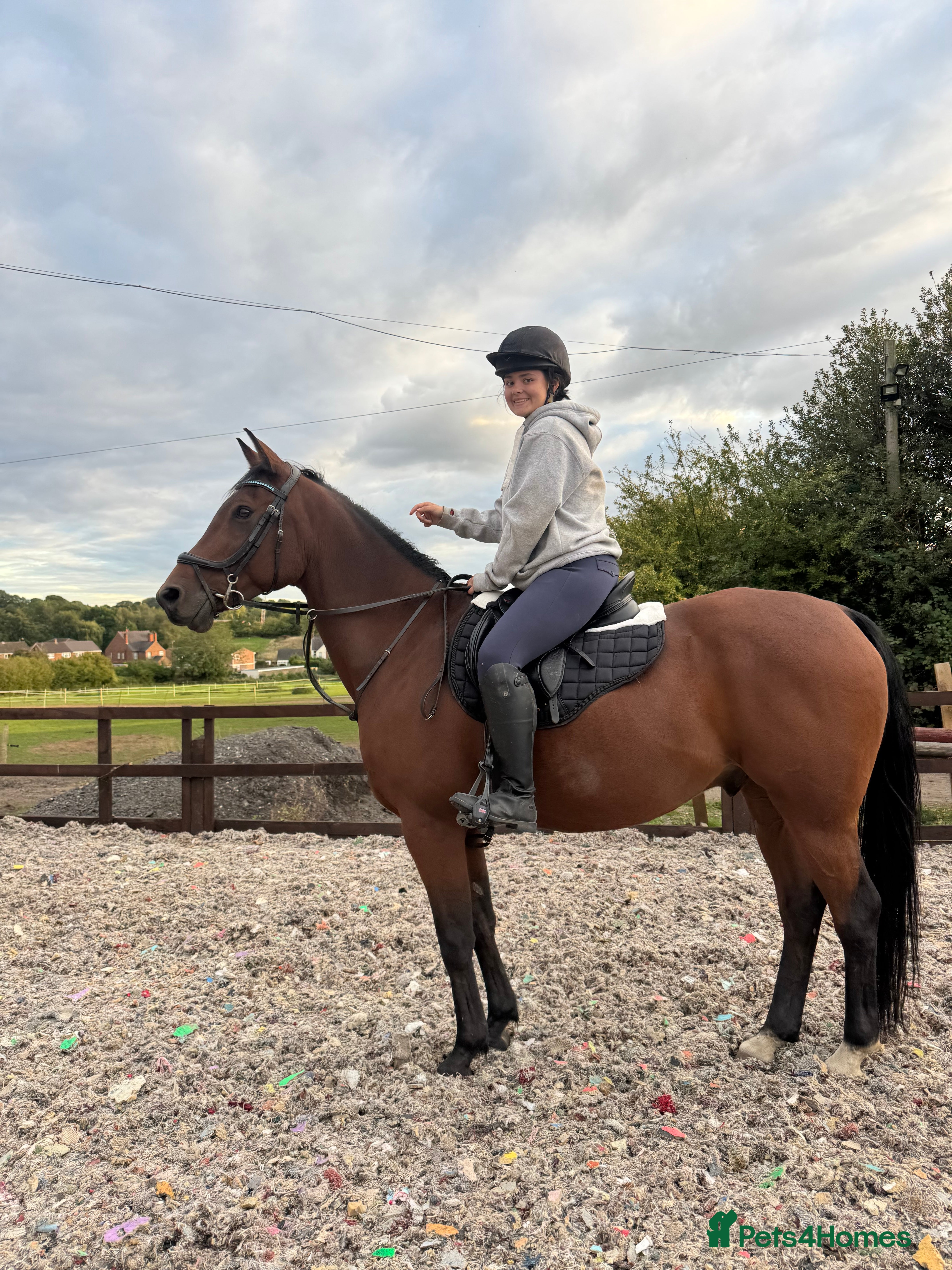 Arabian horse horses 15.3 gelding looking for a new home - Advert 2