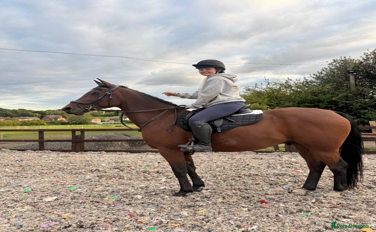 Arabian horse horses - Advert 14
