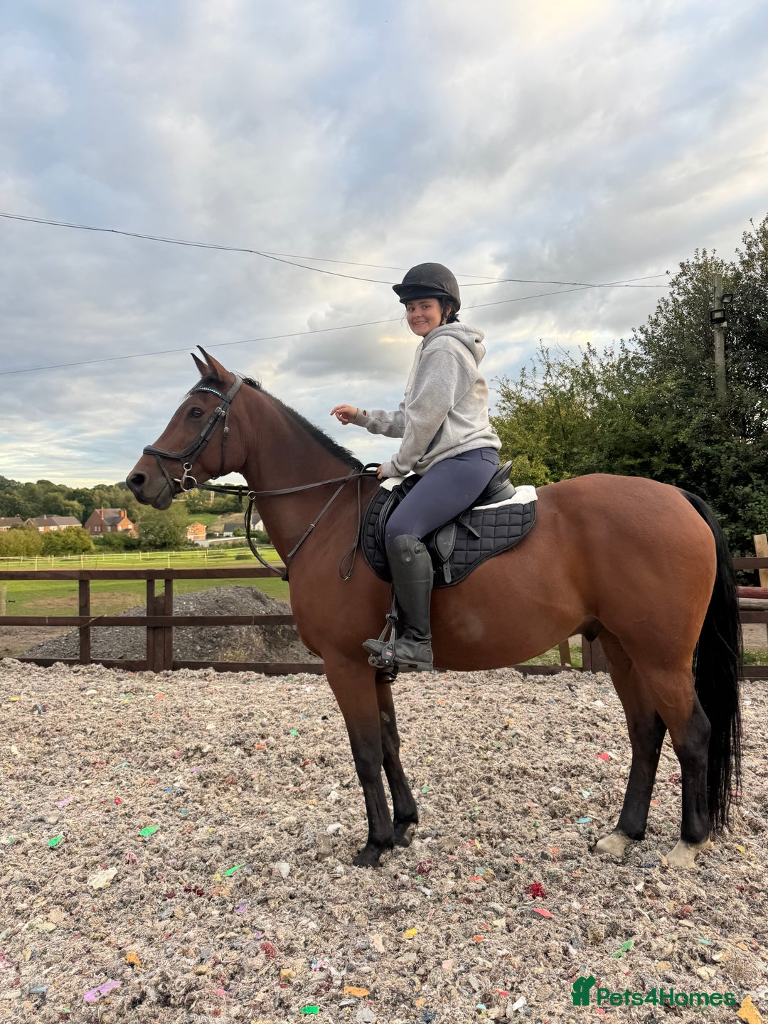 Arabian horse horses for sale: 15.3 gelding looking for a new home - Image 1
