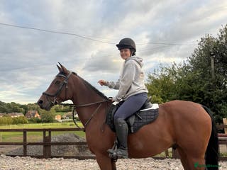 Arabian horse horses 15.3 gelding looking for a new home - Advert 21