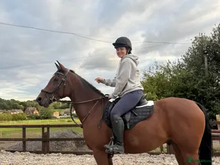 Arabian horse horses 15.3 gelding looking for a new home - Advert 4