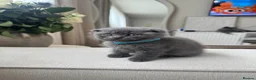 British Shorthair cats for sale: British shorthair / scottish fold kittens - Advert 3