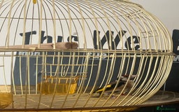 Finches birds for sale: 2025 rung goldfinch - Image 2