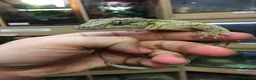 Gecko reptiles for sale: Gargoyle gecko in Stoke-on-Trent - Advert 7