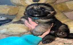 German Shepherd dogs for sale: 🏆quality KC registered long haired GSD pups🏆 - Image 16