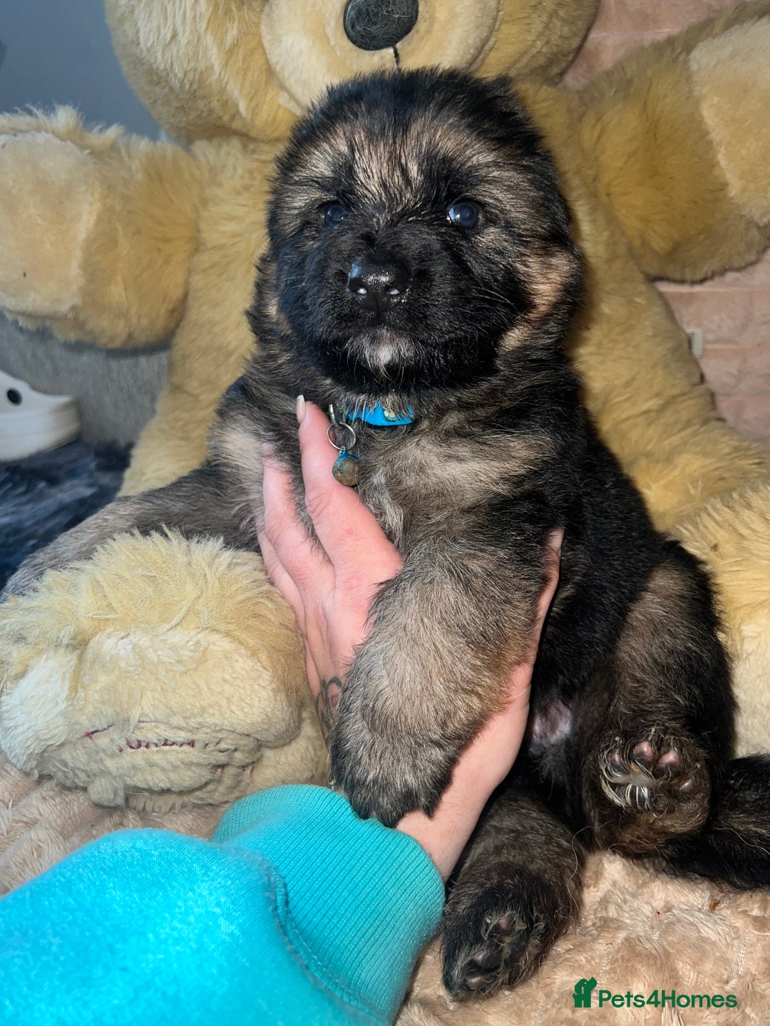 German Shepherd dogs for sale: 🏆quality KC registered long haired GSD pups🏆 - Image 16