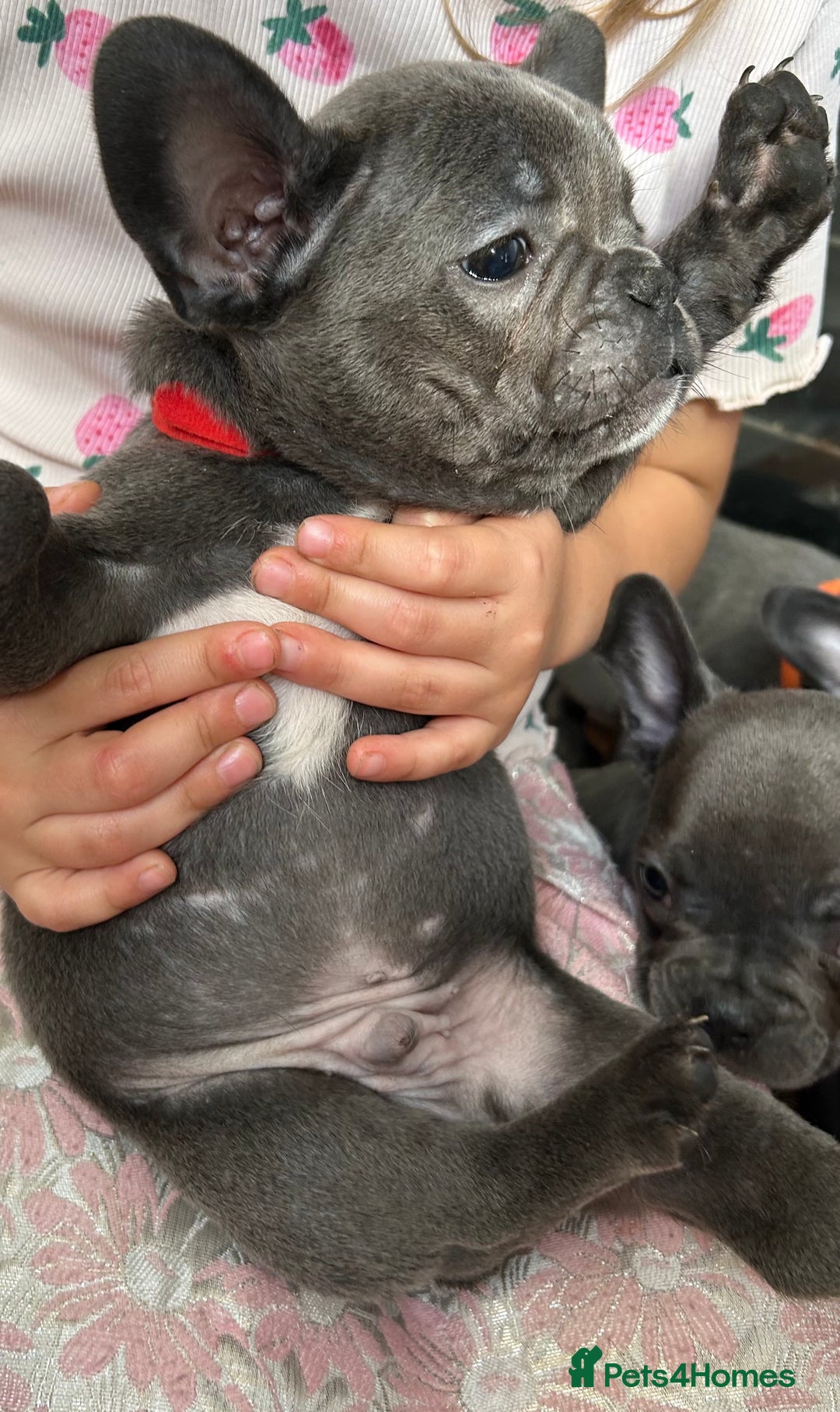 French Bulldog dogs for sale: Solid Blue French Bulldog  - Image 14