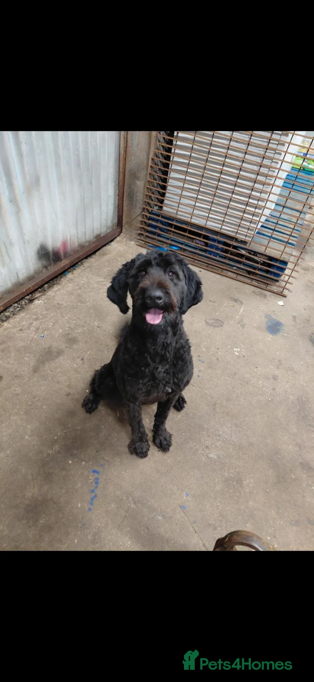 Mixed Breed dogs for sale:   Bernedoodle x labrador puppies - Advert 2