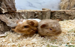 Guinea Pig rodents for sale: Baby Lunk guinea pigs available 💗 - Image 4