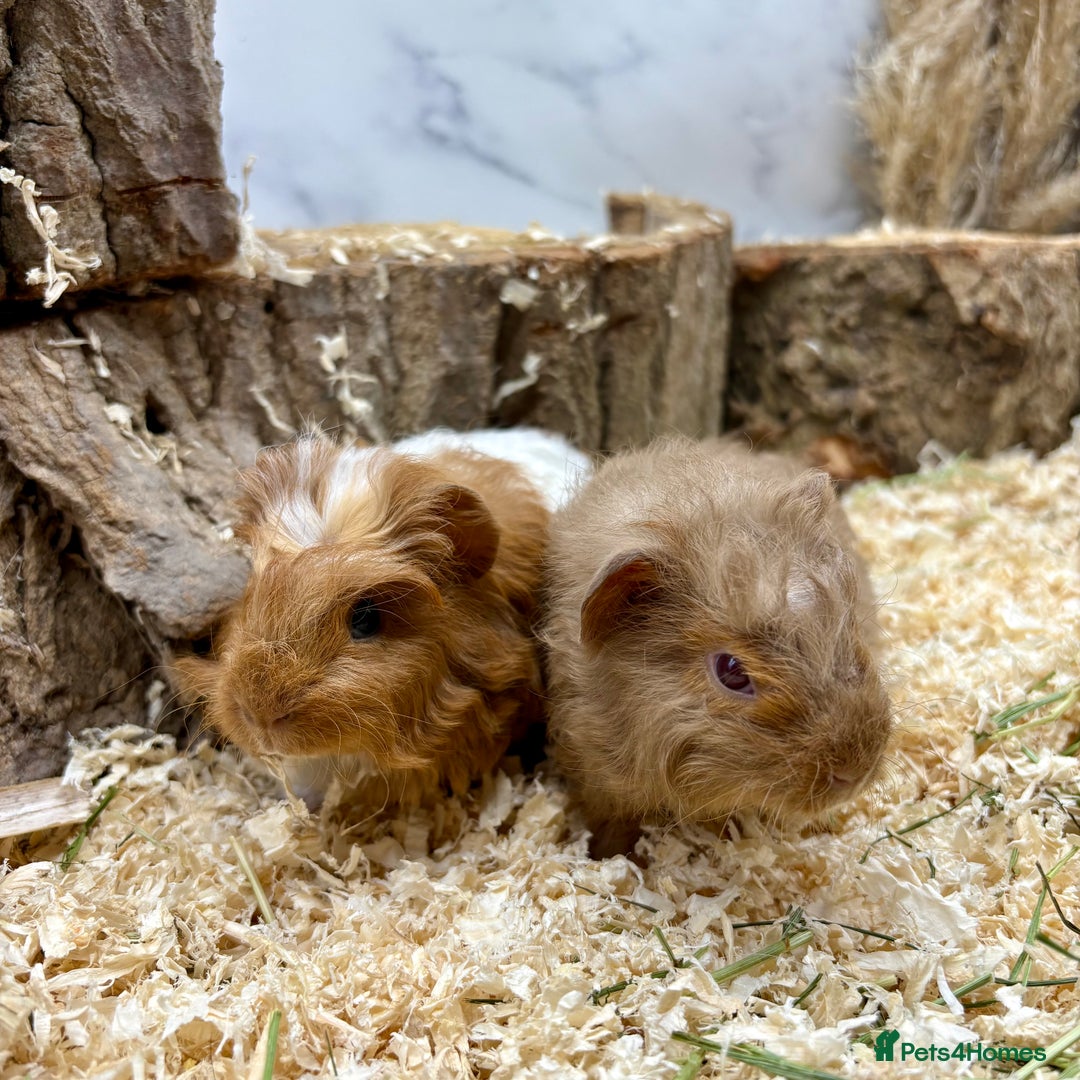 Guinea Pig rodents for sale: Baby Lunk guinea pigs available 💗 - Image 4