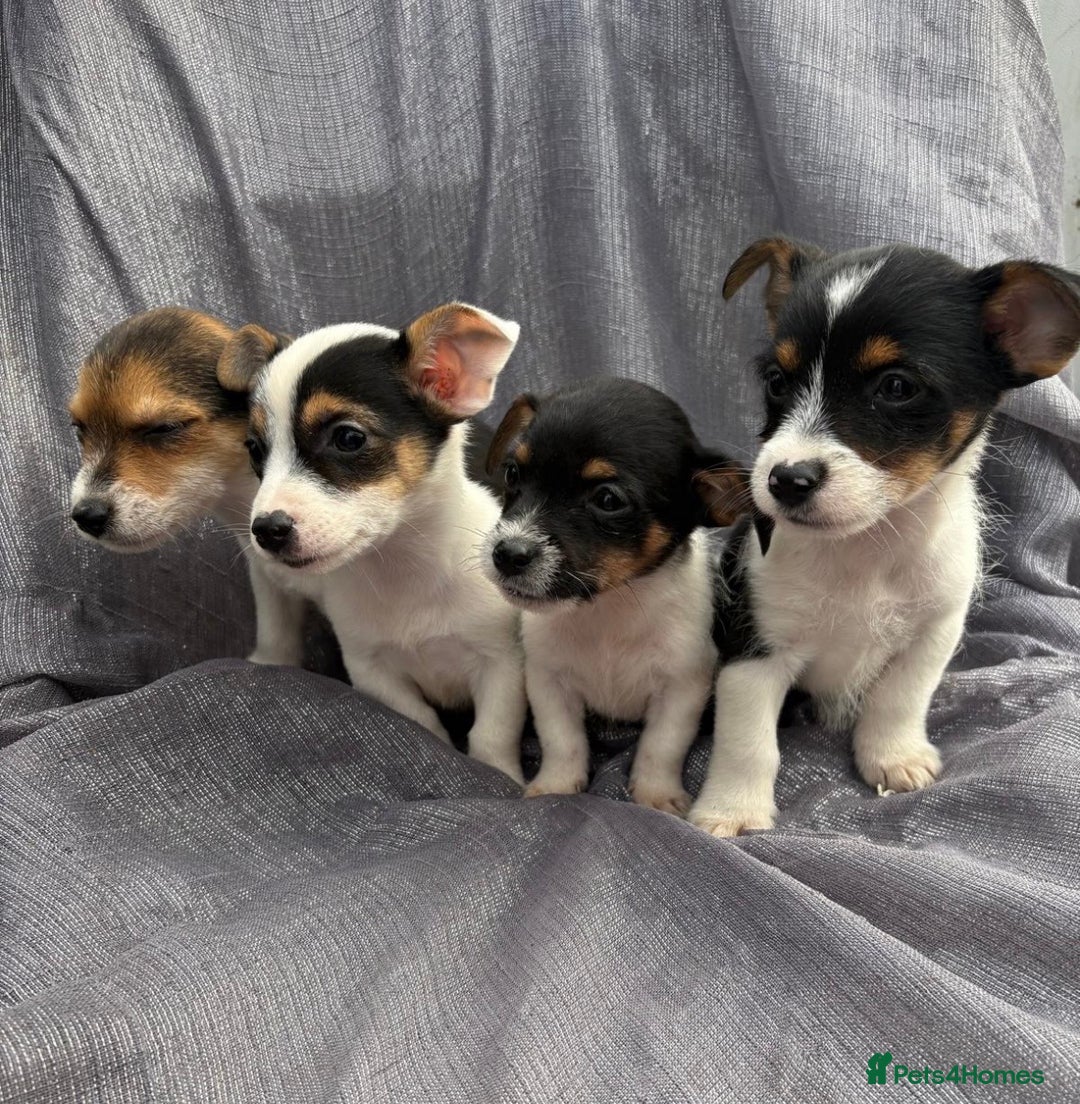 Jack Russell dogs for sale: Jack russell - Image 8
