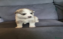 Siberian Husky dogs for sale: Friendly Siberian Huskies. Only 6 Left. - Image 2