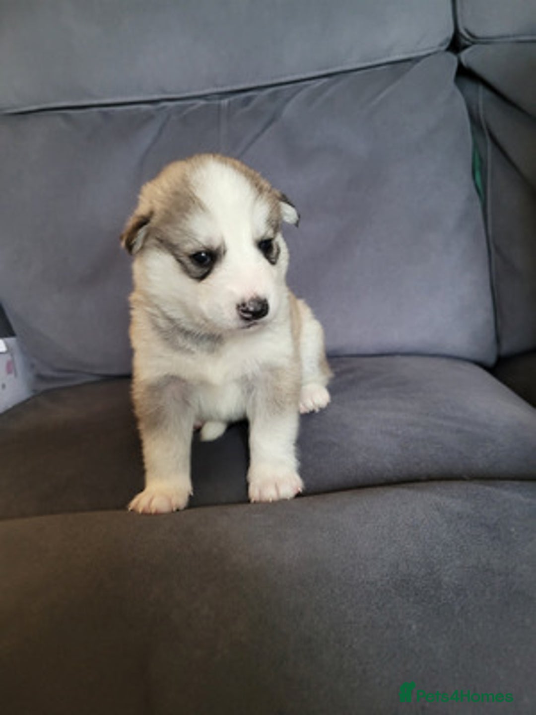 Siberian Husky dogs for sale: Friendly Siberian Huskies. Only 6 Left. - Image 2