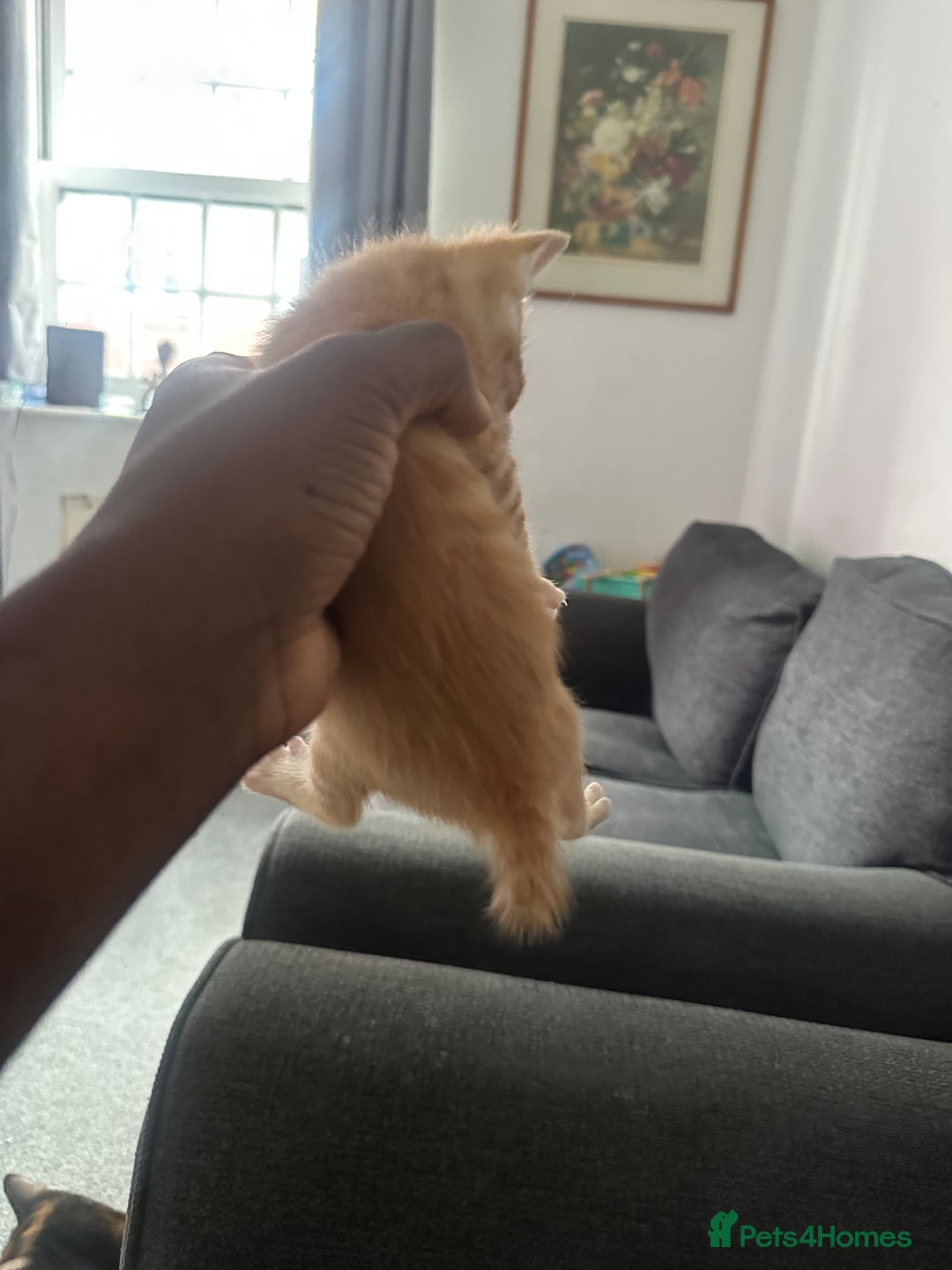 Manx cats for sale: Beautiful Banx Kittens  - Image 11