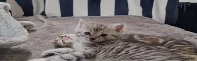 Ghost tabby