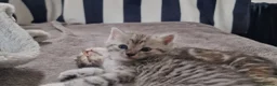 Mixed Breed cats for sale: Ghost tabby kittens in Broxburn - Advert 3