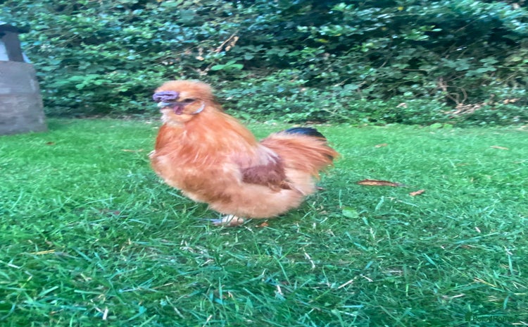 Chickens poultry - Advert 12