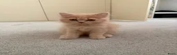 Persian cats for sale: Pure Breed Persian Kitten ( Care Items Included ) - Advert 2