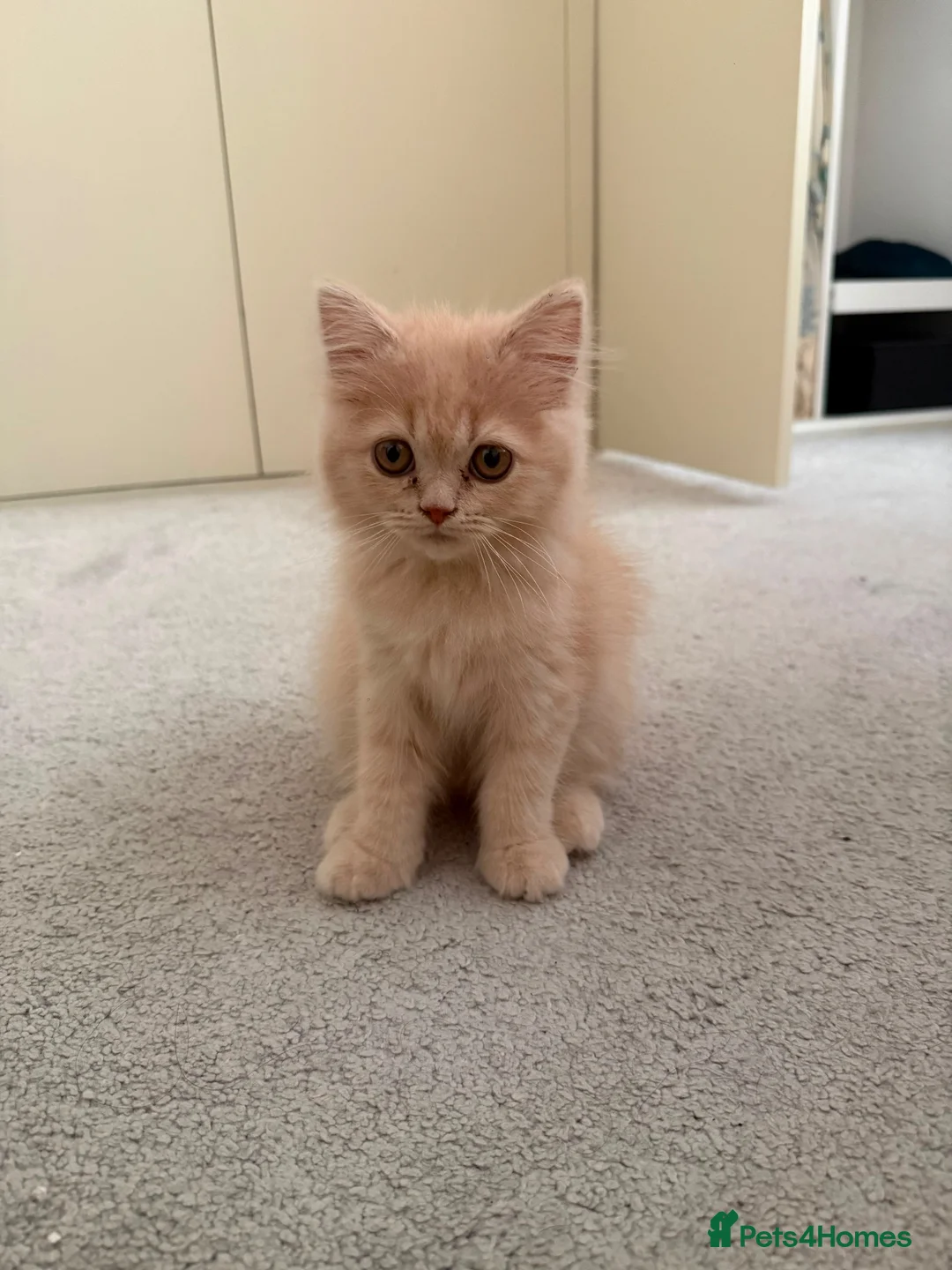 Persian cats for sale: Pure Breed Persian Kitten ( Care Items Included ) - Advert 2