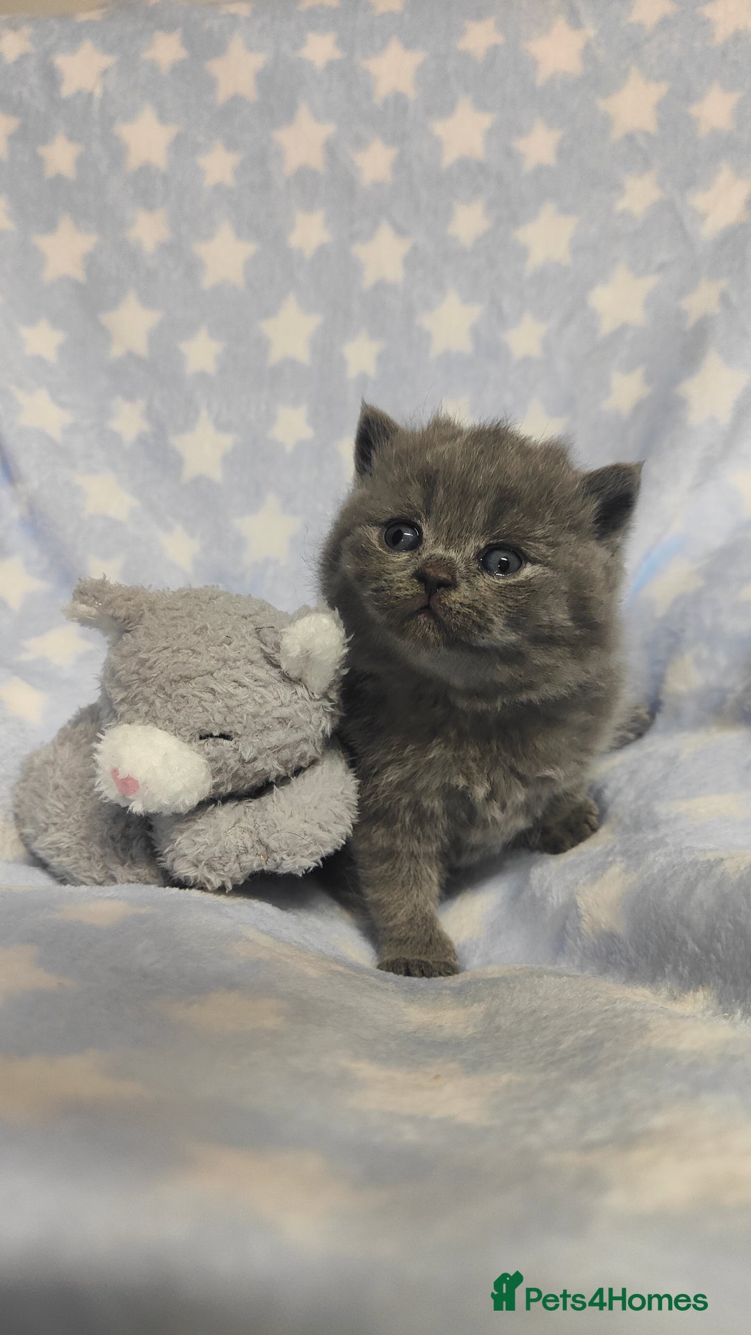 British Shorthair cats for sale: GCCF REGISTERED CHUNKY BRITISH SHORTHAIR KITTENS - Advert 7