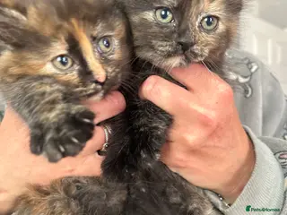 Mixed Breed cats Kittens - Advert 1