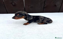Miniature Dachshund dogs for sale: Dachshund puppies 5Boys  - Image 31
