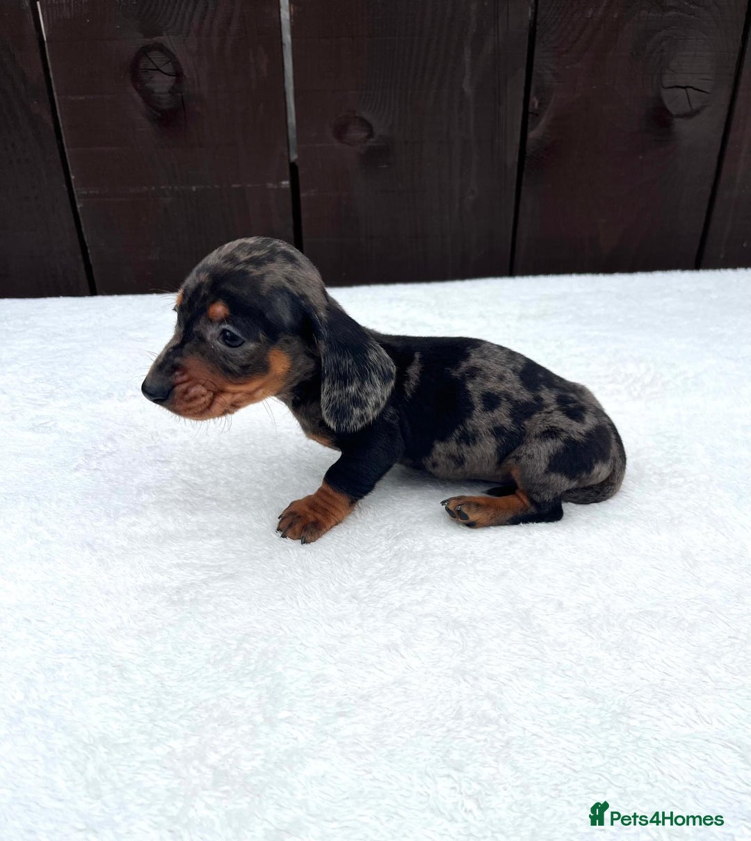Miniature Dachshund dogs for sale: Dachshund puppies 5Boys  - Image 31