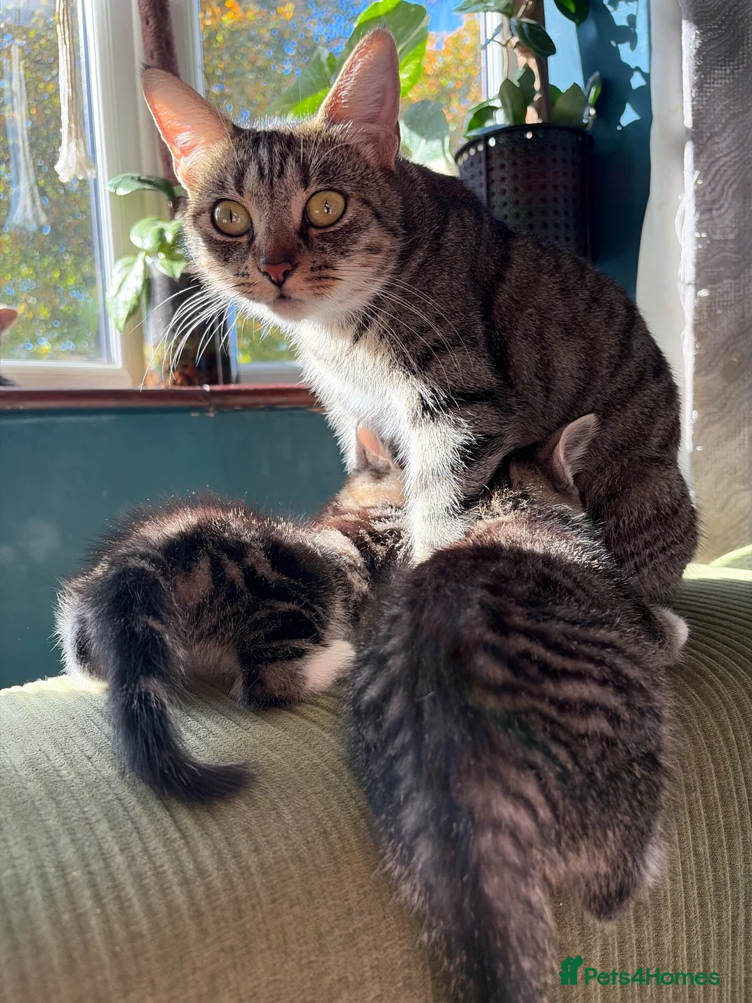 Mixed Breed cats for sale: 🐾 Beautiful Tabby Kittens ready to go ❤️ - Advert 2