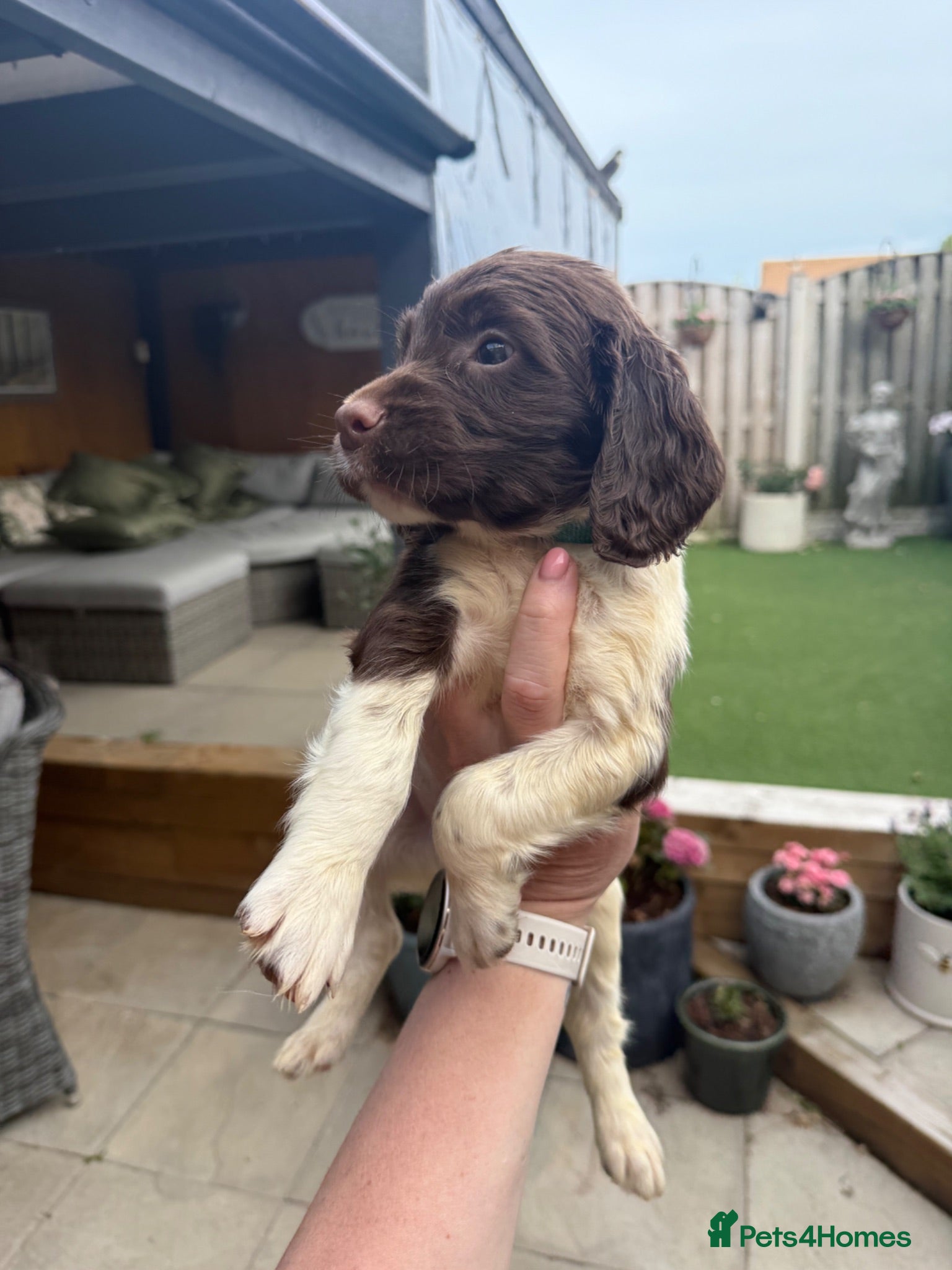 English Springer Spaniel dogs 🐶 KC REG BOY, READY NOW 🐶  - Advert 2