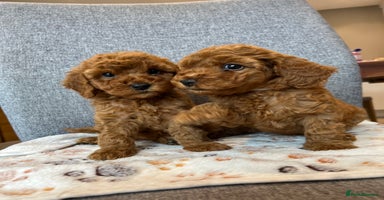Cockapoo dogs - Advert 4