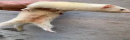 Ferret rodents for sale: Micro Ferrets  - Advert 10